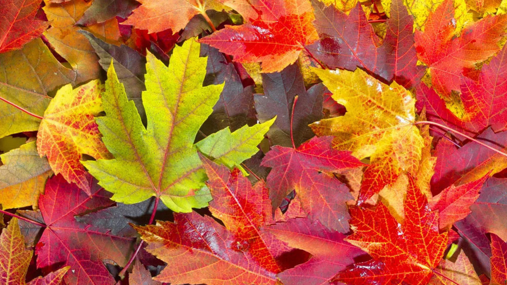 FALL